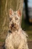 SCOTTISH TERRIER 195